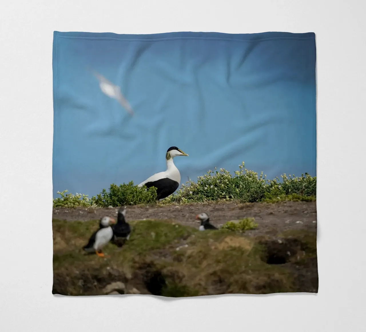 Common Eider Fleecedecke von Tom's Wildlife