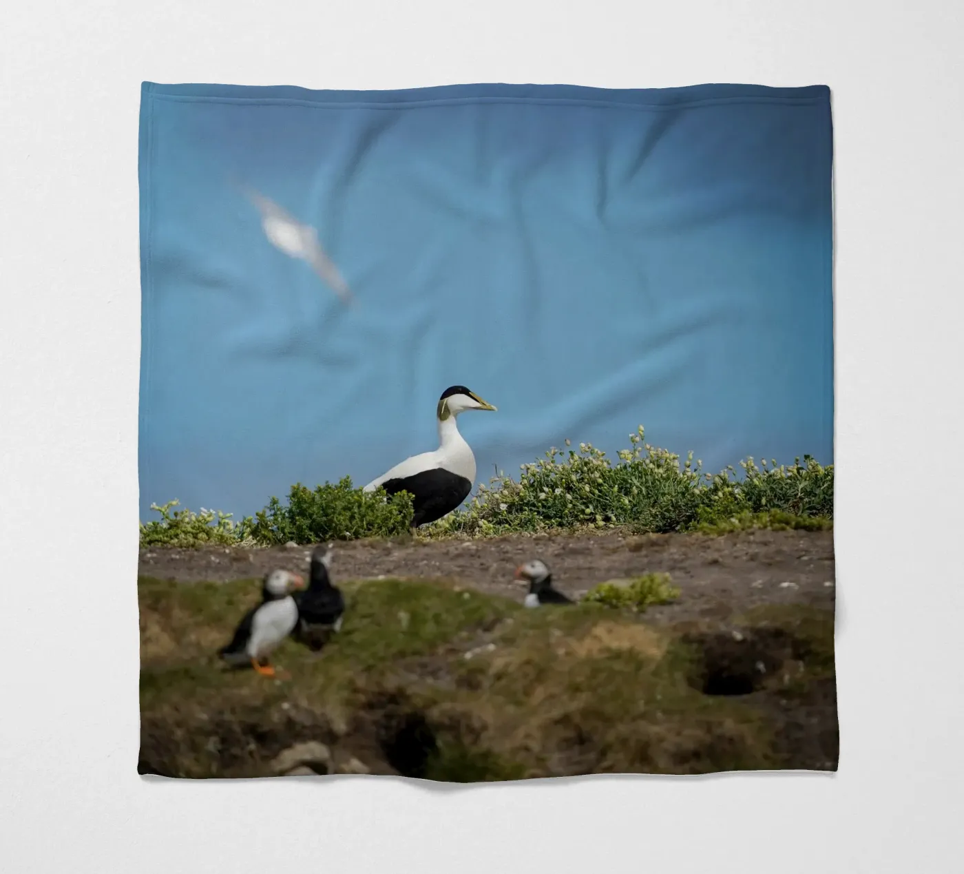 Common Eider Fleecedecke von Tom's Wildlife