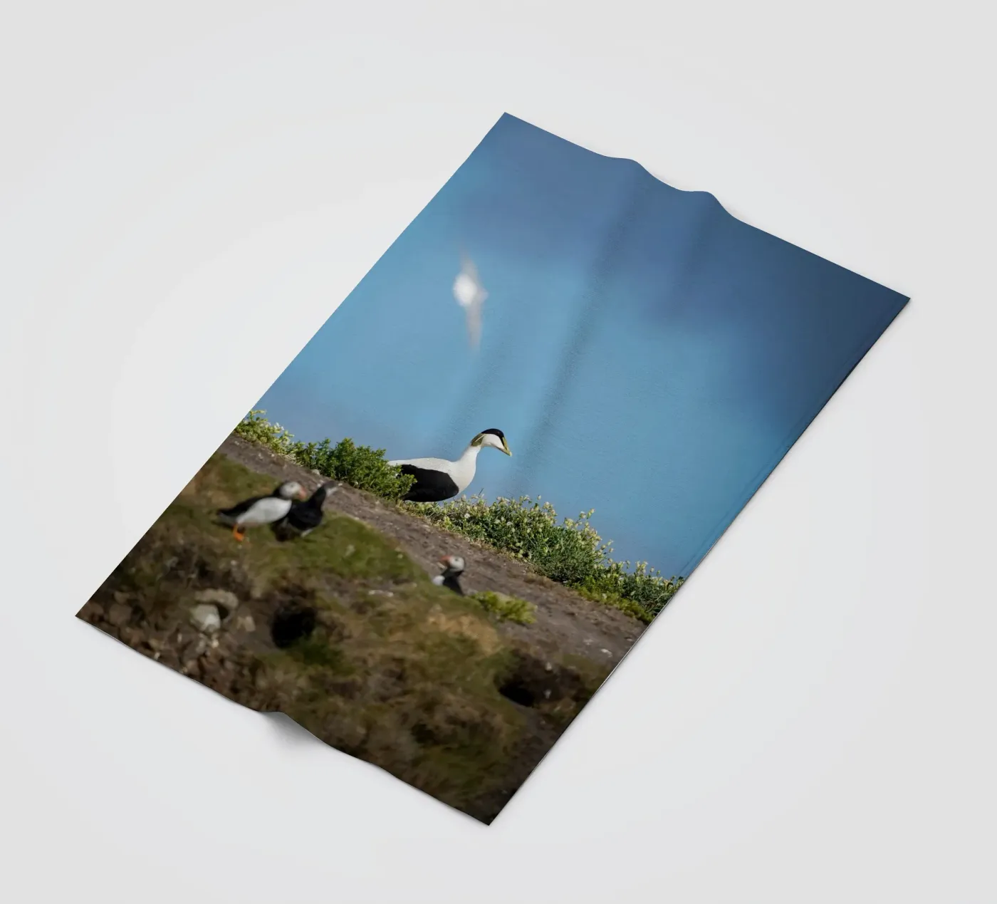 Common Eider coperta in pile da Tom's Wildlife