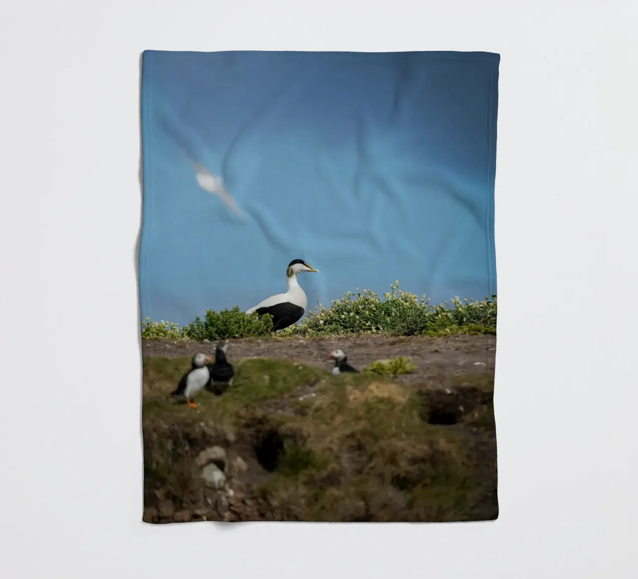 Common Eider Fleecedecke von Tom's Wildlife