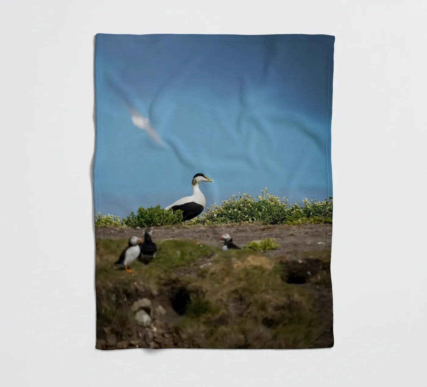 Common Eider Fleecedecke von Tom's Wildlife