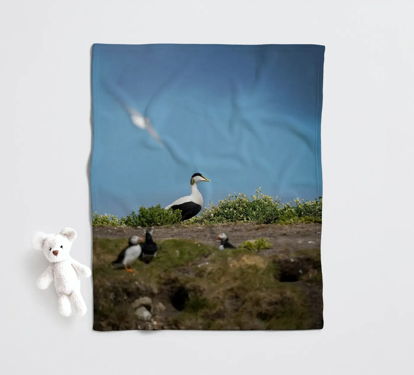 Common Eider coperta in pile da Tom's Wildlife