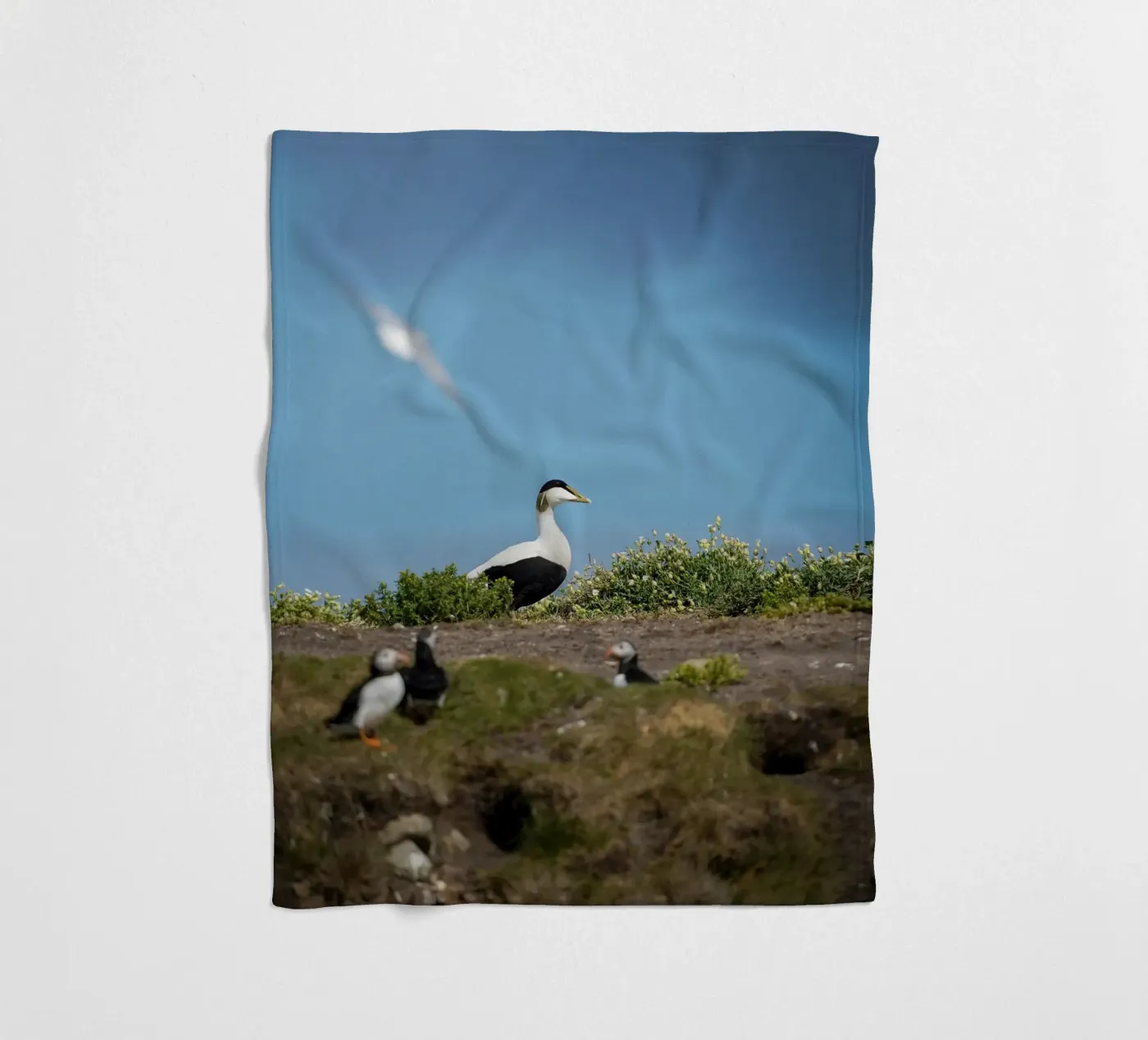 Common Eider Fleecedecke von Tom's Wildlife