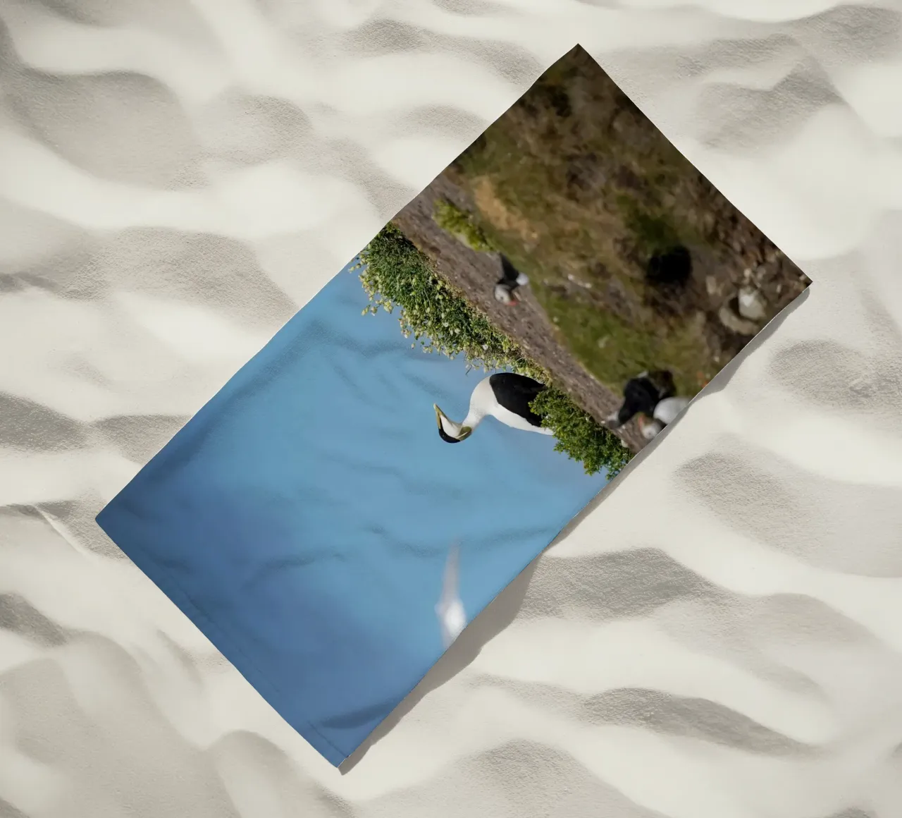 Edredone comune telo mare da Tom's Wildlife