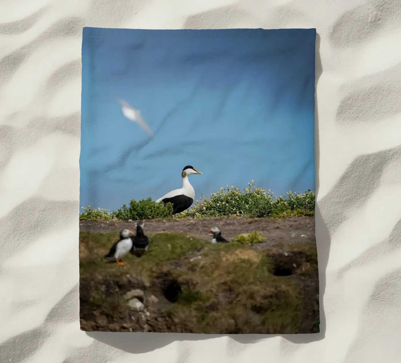Common Eider Strandtuch von Tom's Wildlife