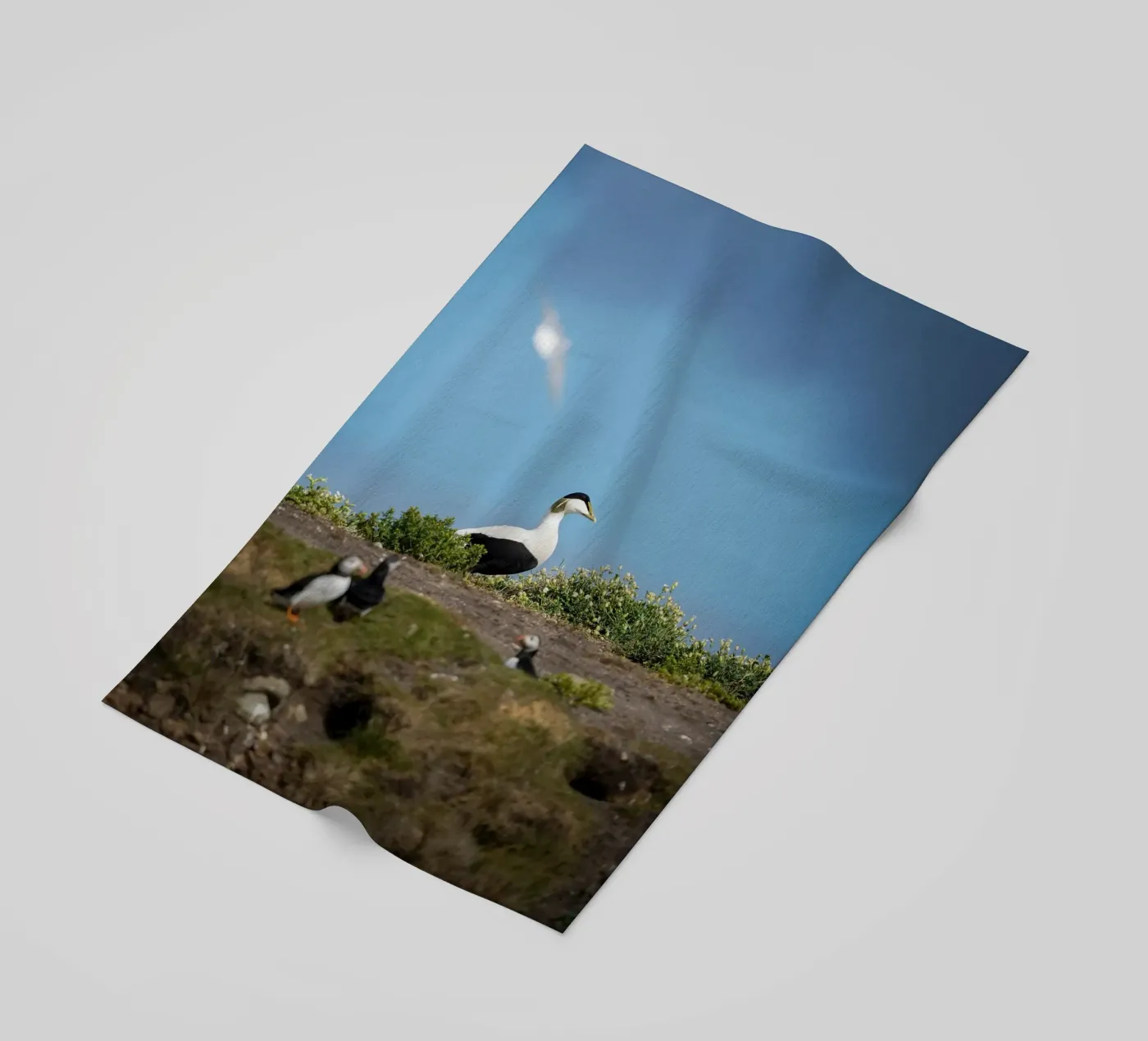 Eider strandhanddoek van Tom's Wildlife