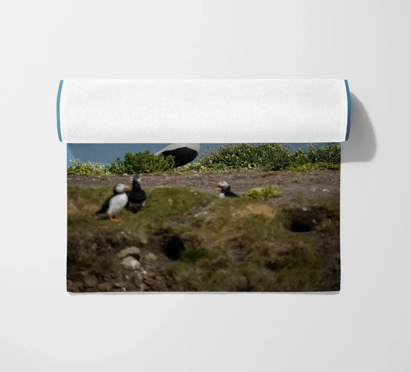 Common Eider Strandtuch von Tom's Wildlife