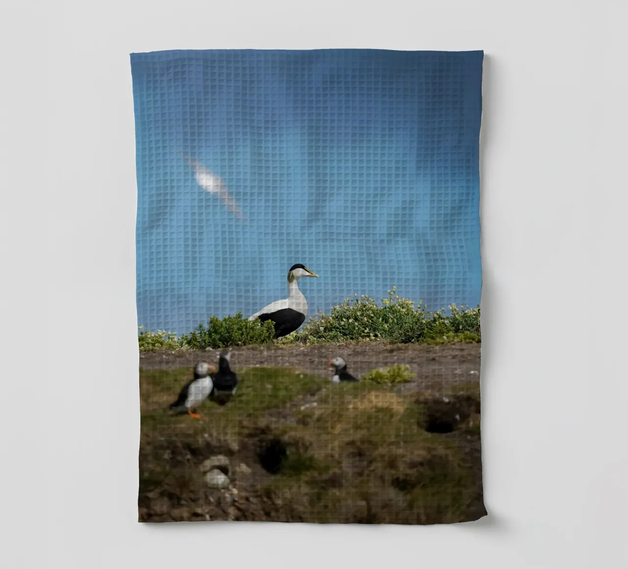 Common Eider tea towel by Tom's Wildlife