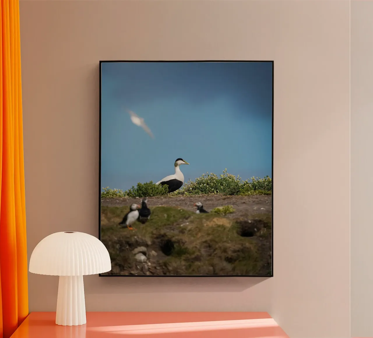 Edredone comune plexiglass da Tom's Wildlife