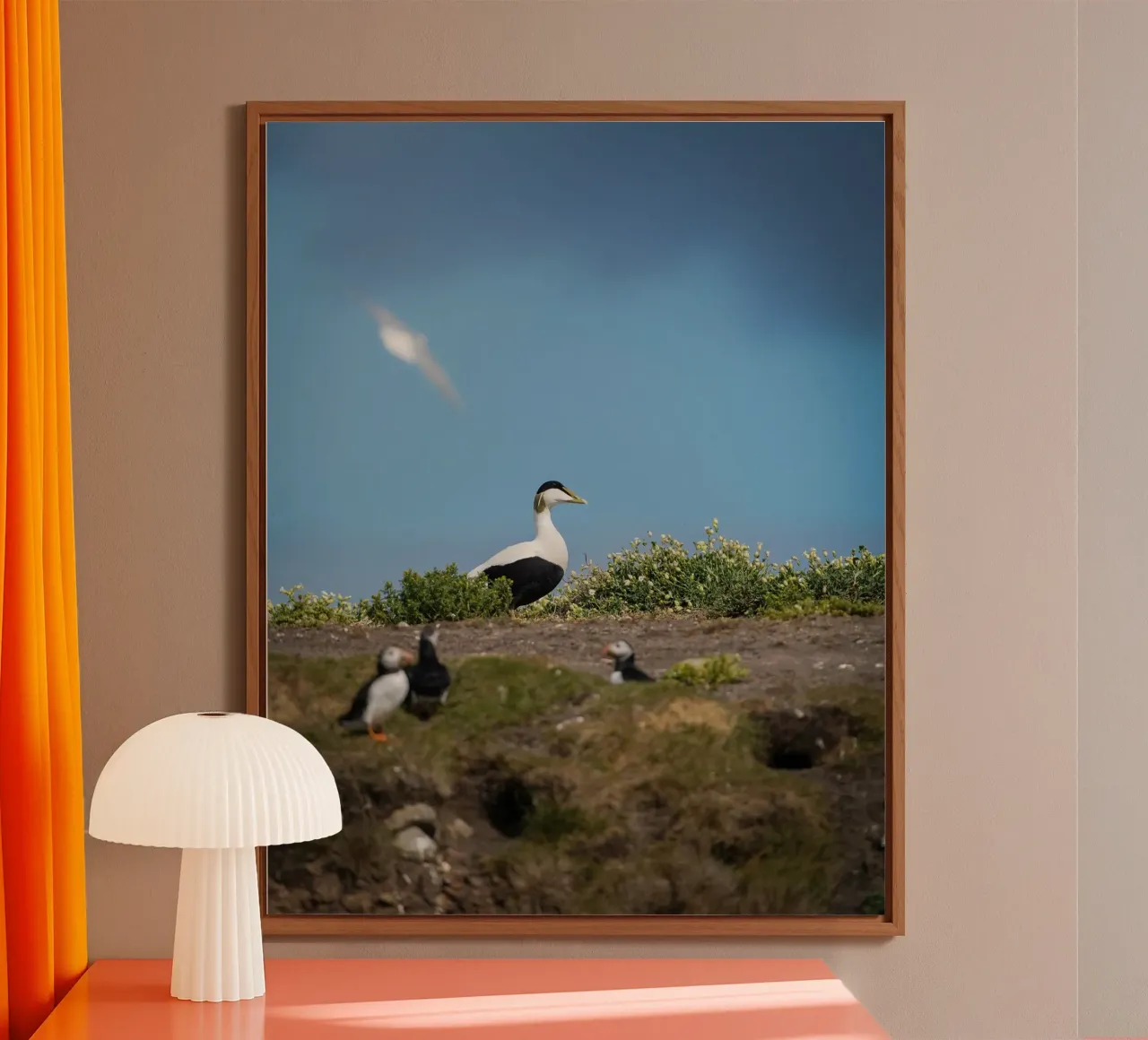 Common Eider forex plate by Tom's Wildlife