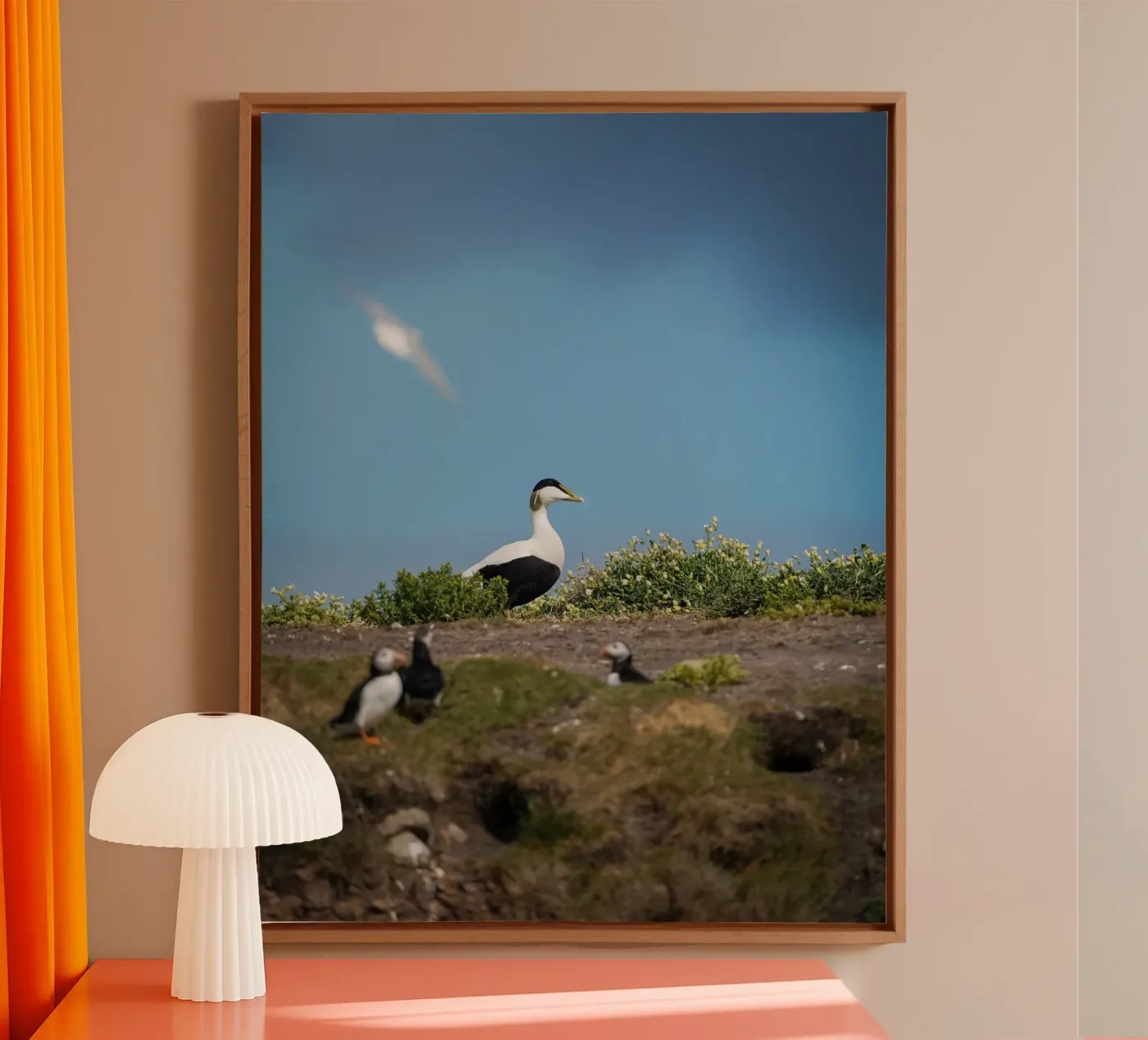 Eider canvas van Tom's Wildlife