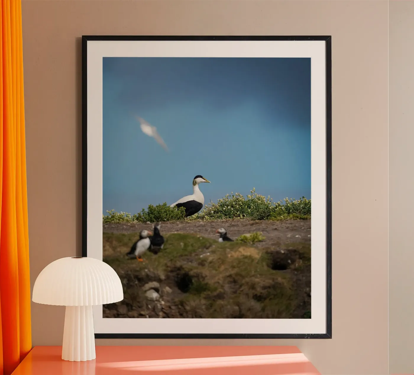 Common Eider Poster von Tom's Wildlife