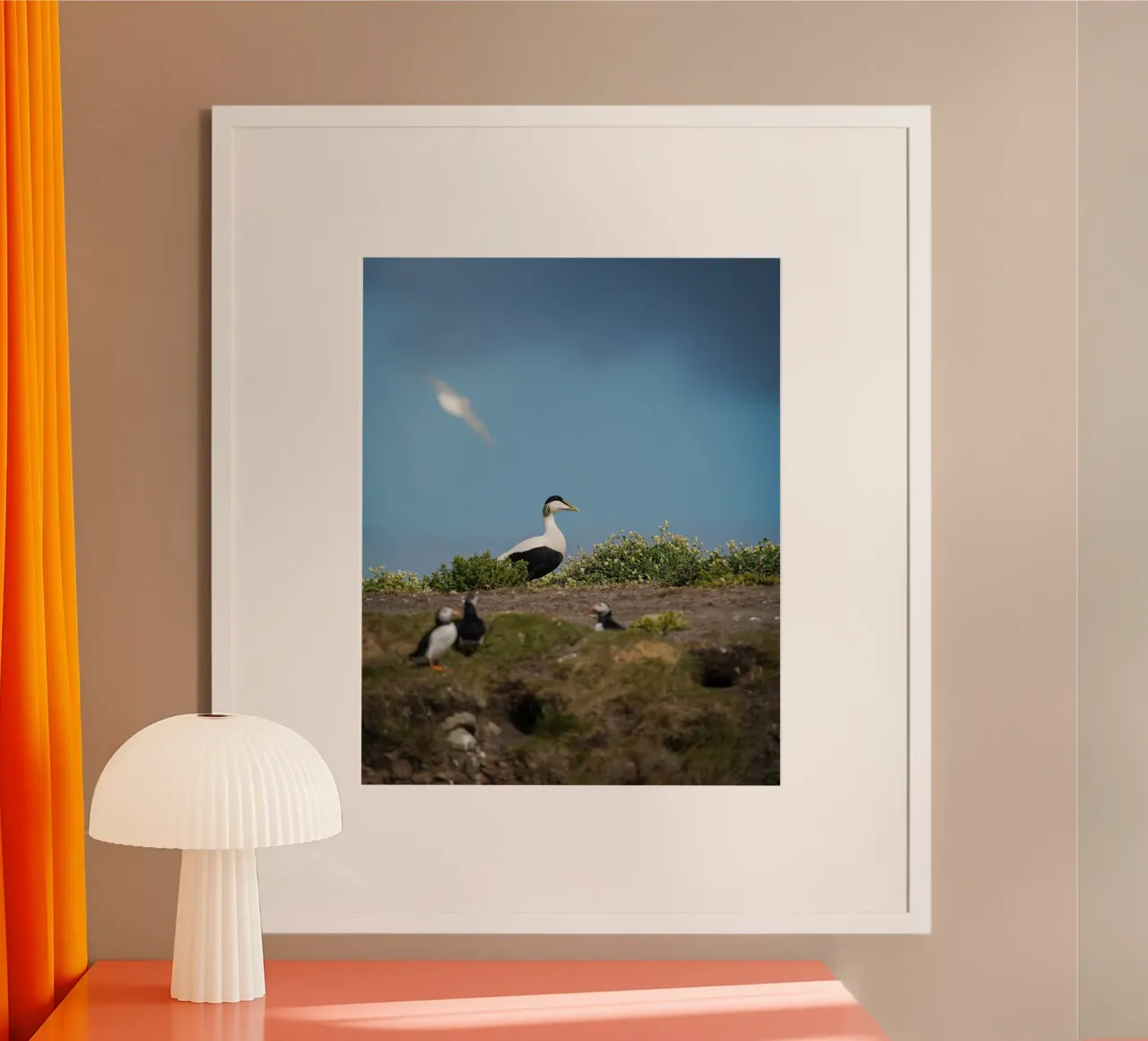 Edredone comune poster con telaio in alluminio da Tom's Wildlife