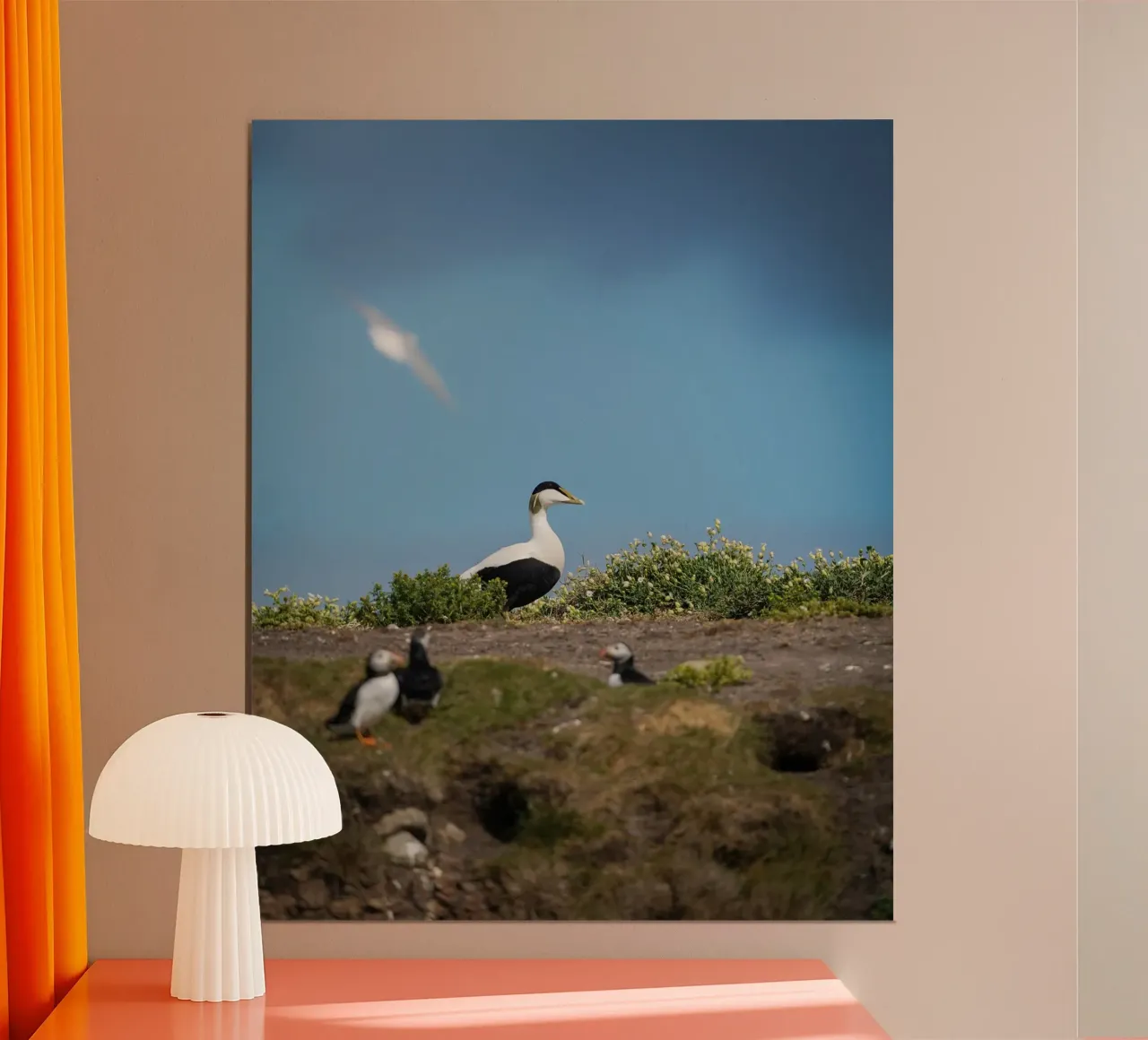 Edredone comune poster con telaio in alluminio da Tom's Wildlife