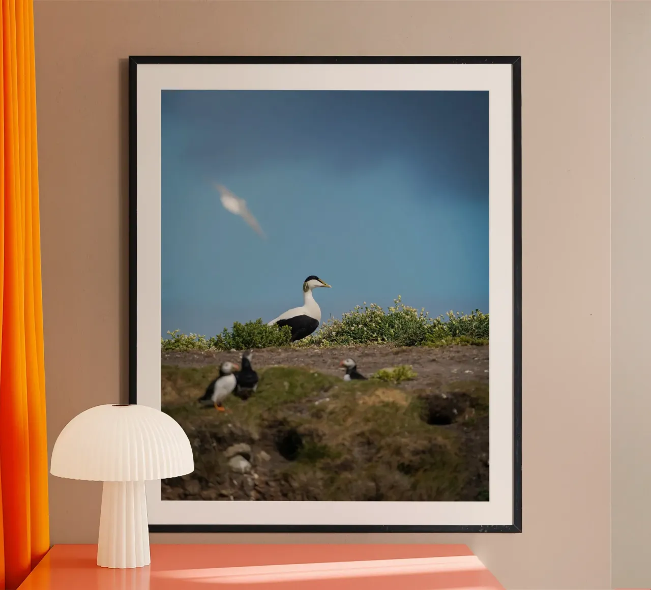 Edredone comune poster con telaio in alluminio da Tom's Wildlife