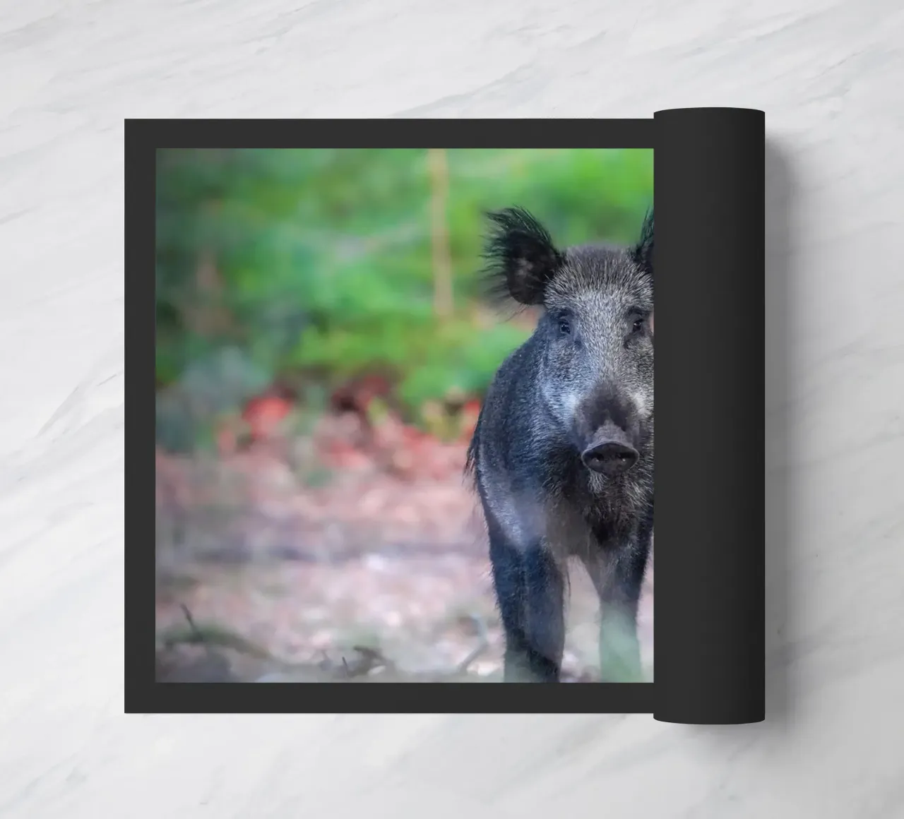 Cinghiale nella foresta zerbino da Tom's Wildlife