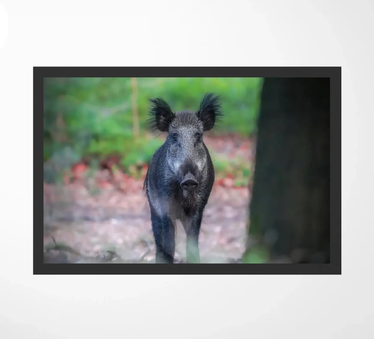 Cinghiale nella foresta zerbino da Tom's Wildlife