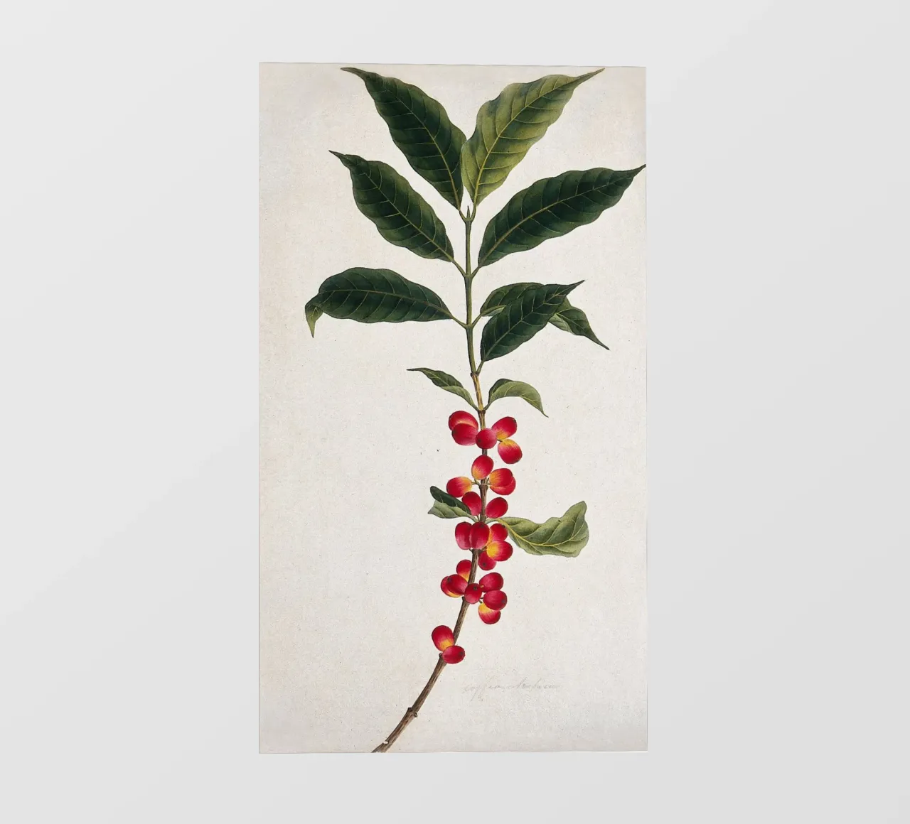 Coffee Branch: Botanical Illustration pellicola backlit da vintageshop