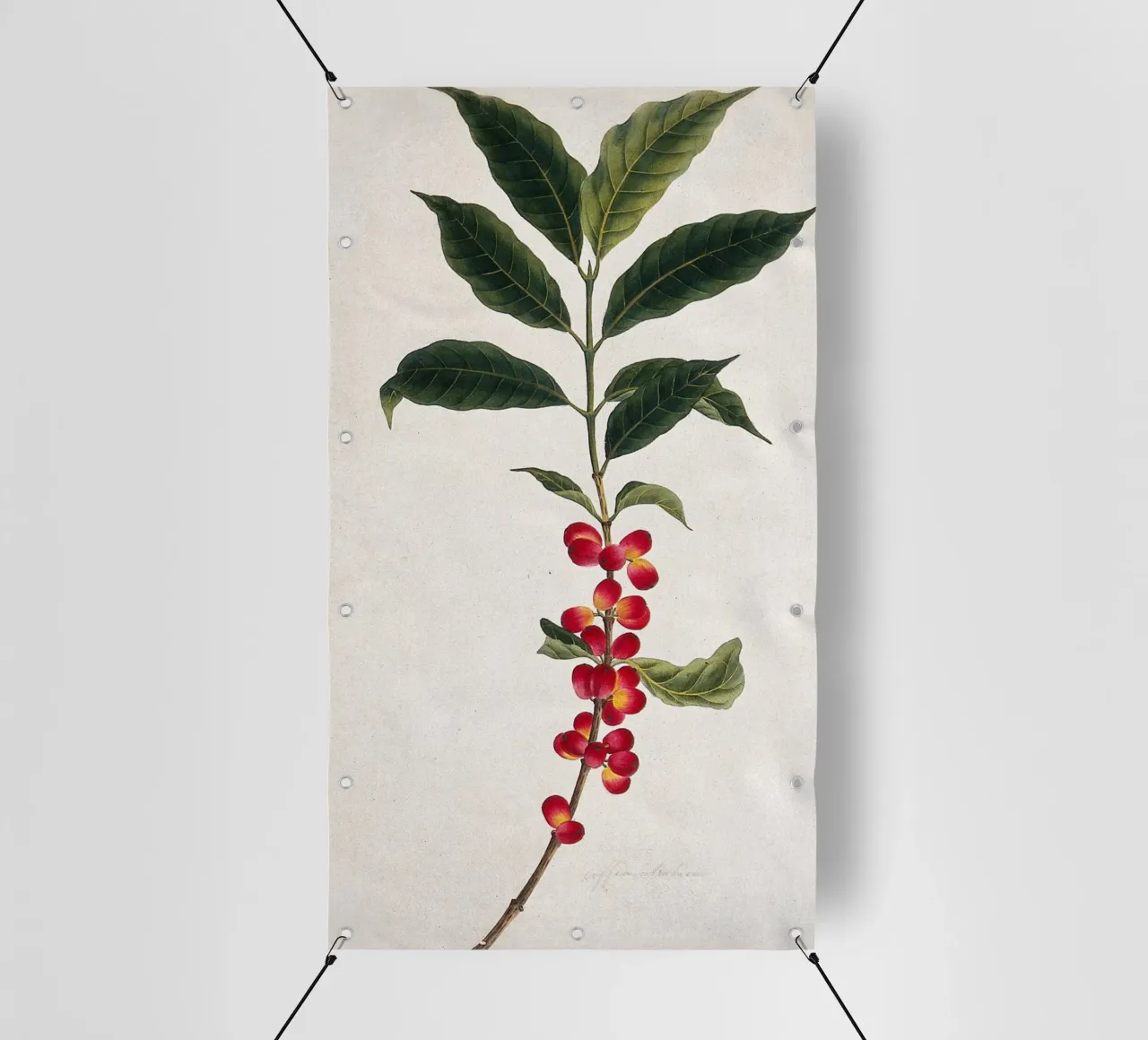 Coffee Branch: Botanical Illustration telo in pvc da vintageshop