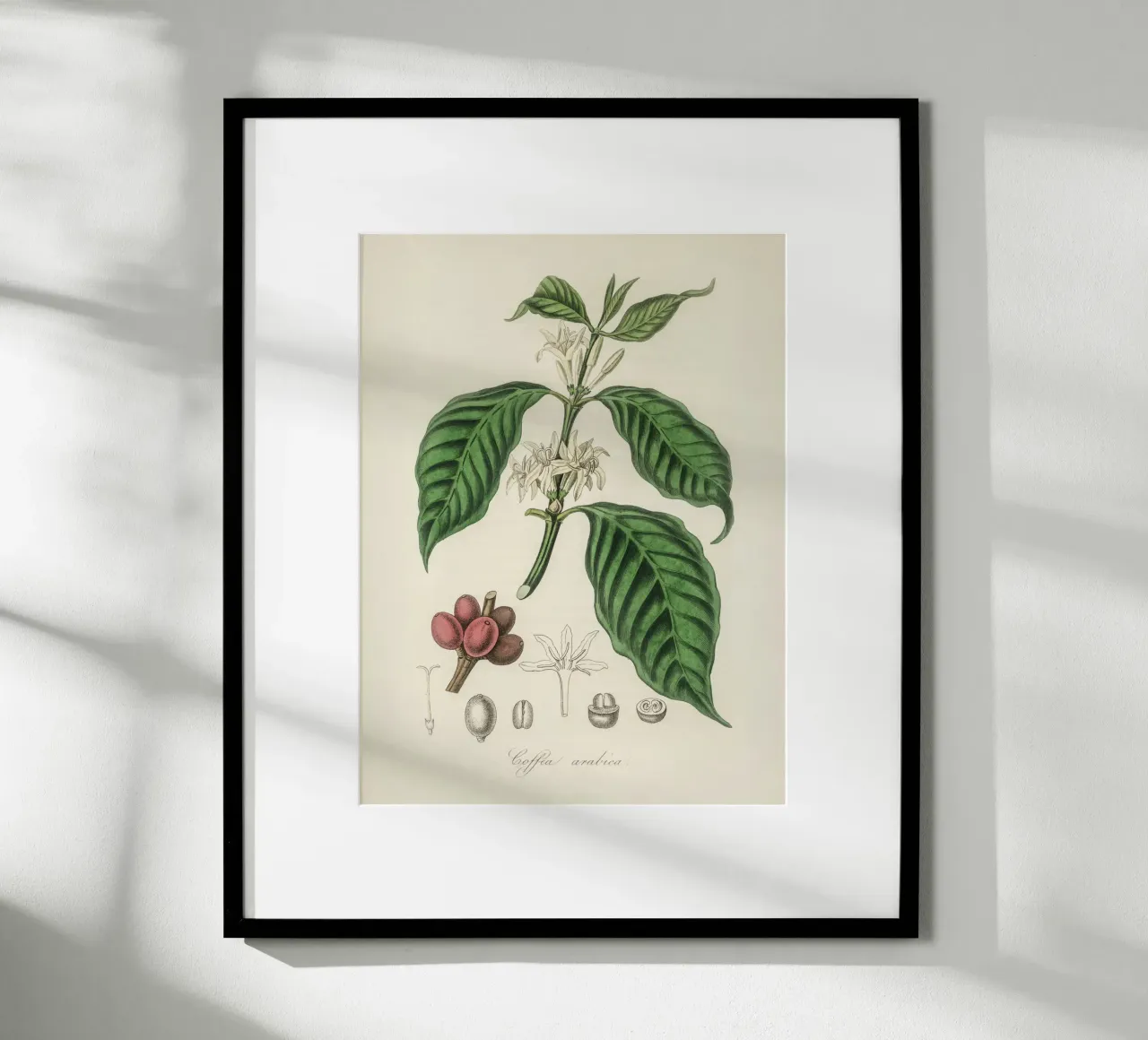 Botanical Study of Coffee: Flowers and Fruits poster by vintageshop