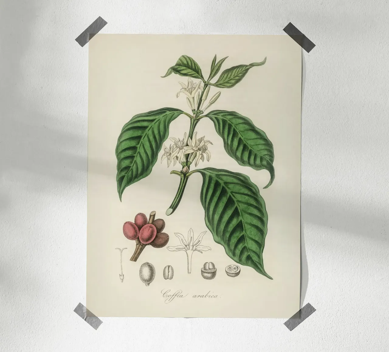 Botanical Study of Coffee: Flowers and Fruits poster by vintageshop