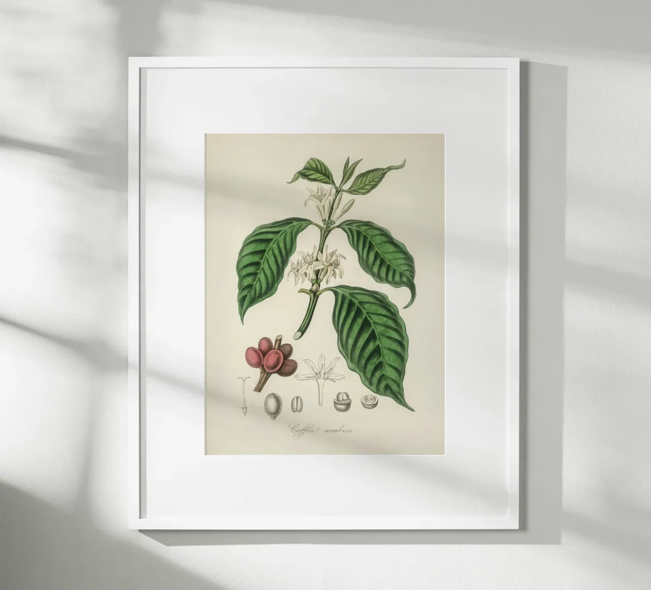 Botanical Study of Coffee: Flowers and Fruits poster by vintageshop