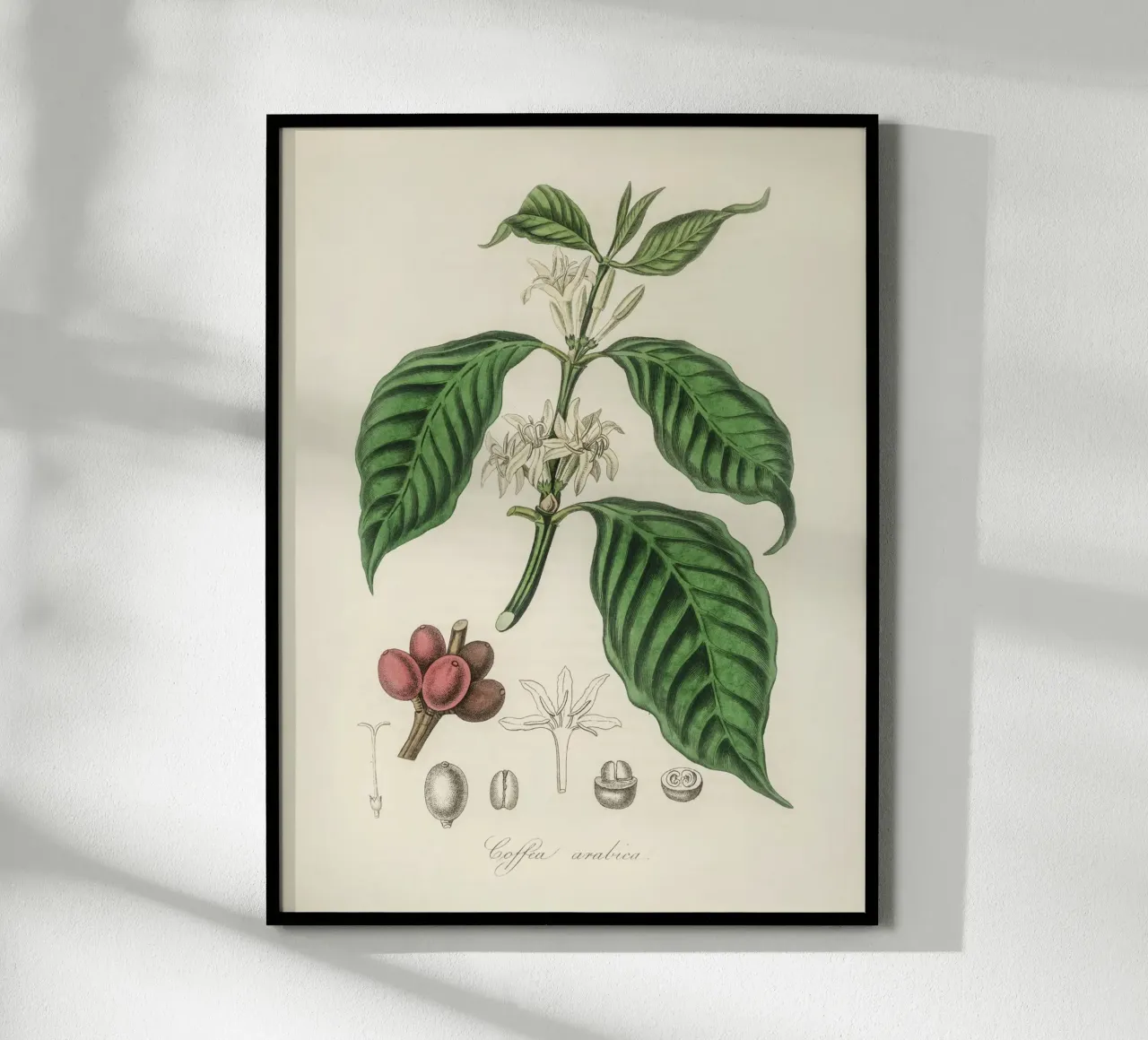 Botanical Study of Coffee: Flowers and Fruits poster by vintageshop