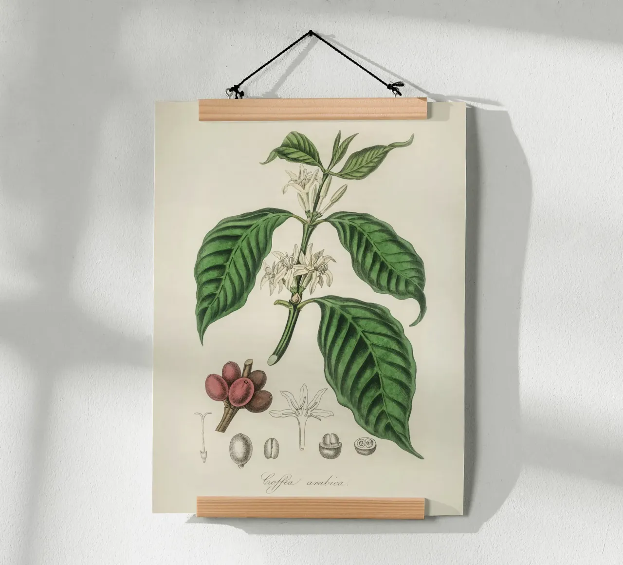 Botanical Study of Coffee: Flowers and Fruits poster by vintageshop