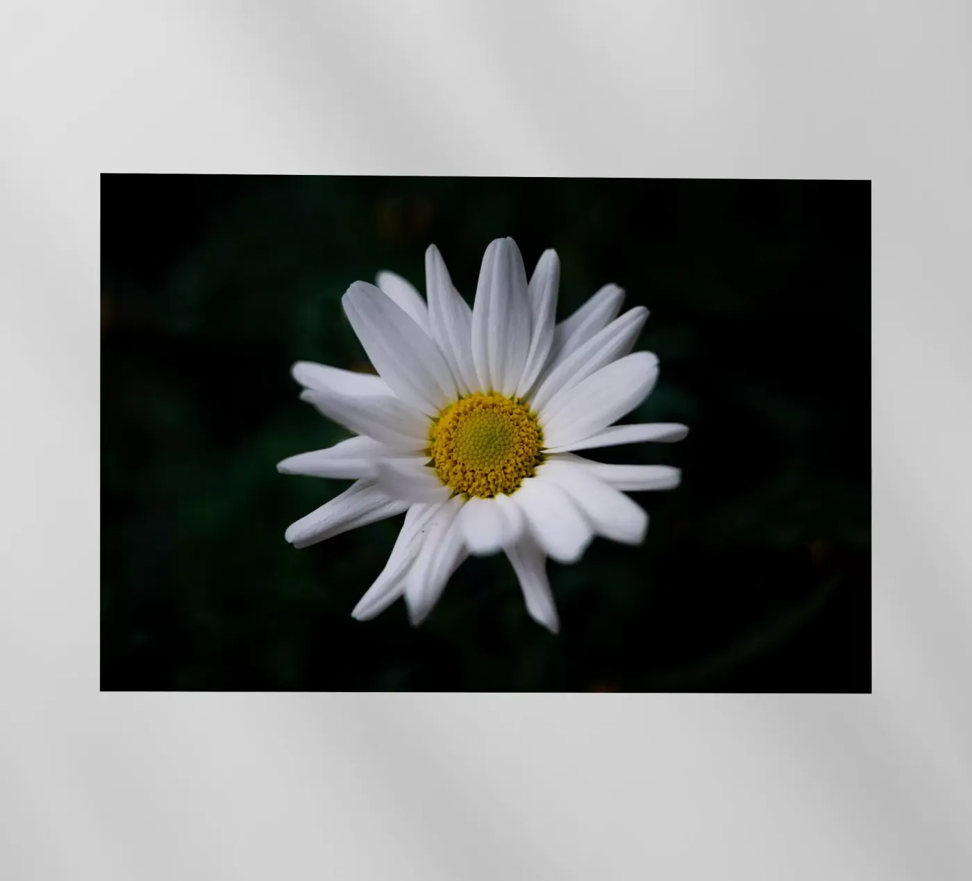 Margherite pellicola backlit da Marcus Beckert | Fotografie