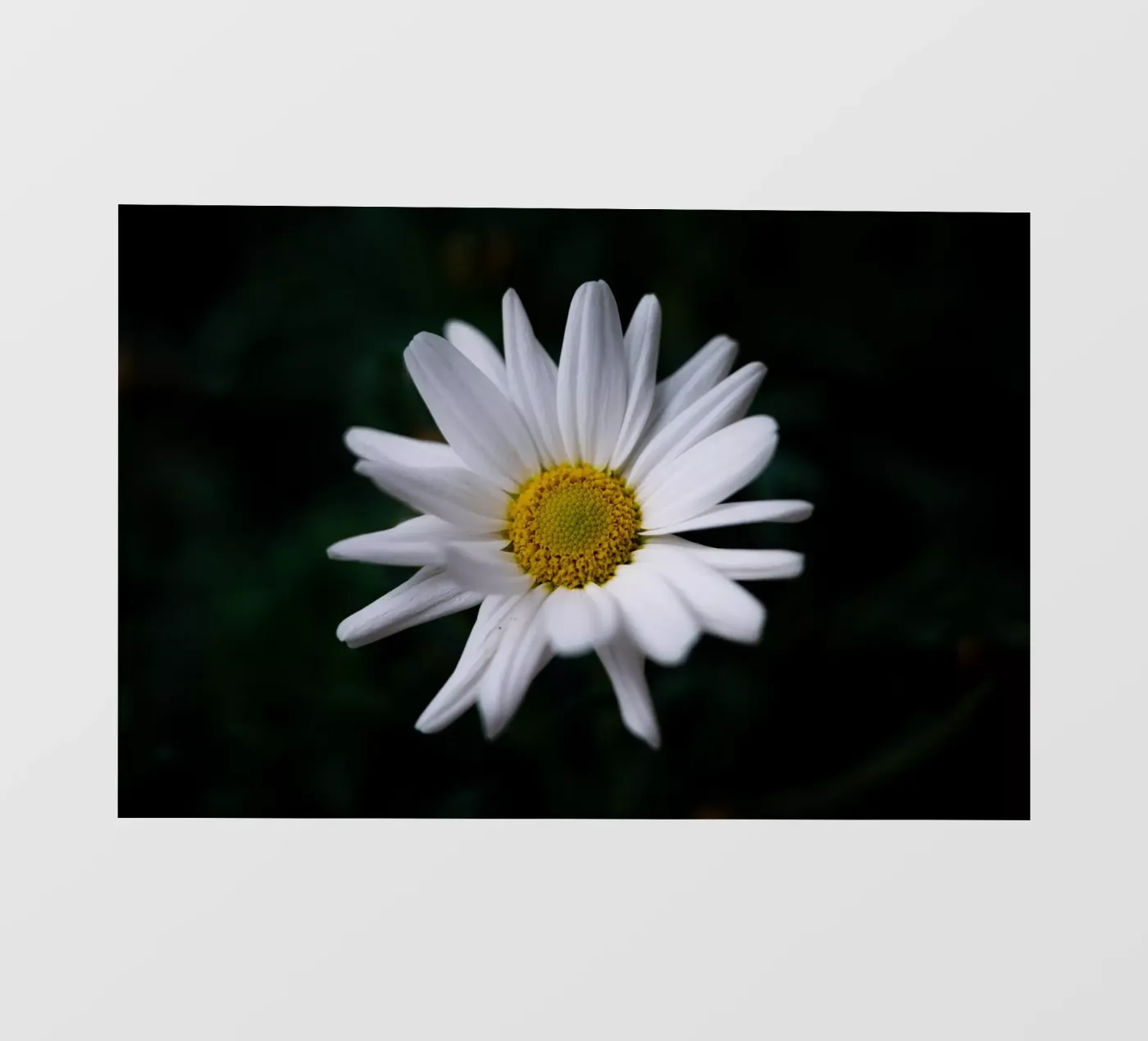 Margherite pellicola backlit da Marcus Beckert | Fotografie