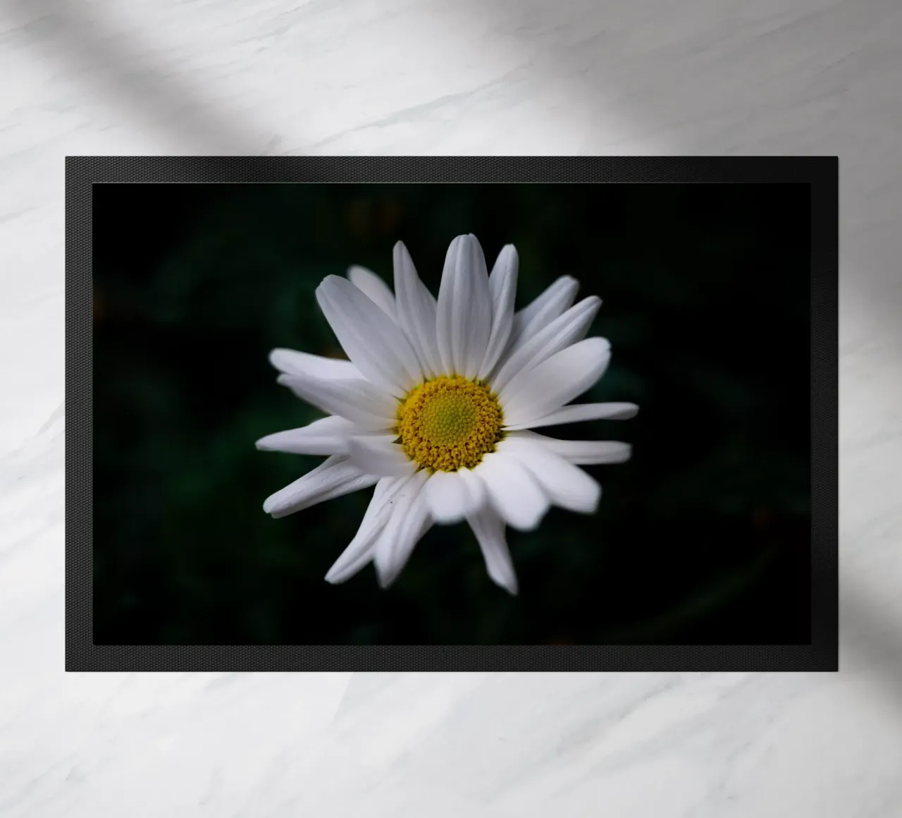 Margherite zerbino da Marcus Beckert | Fotografie