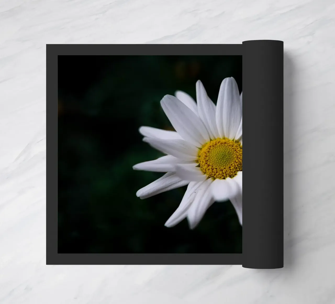 Margherite zerbino da Marcus Beckert | Fotografie