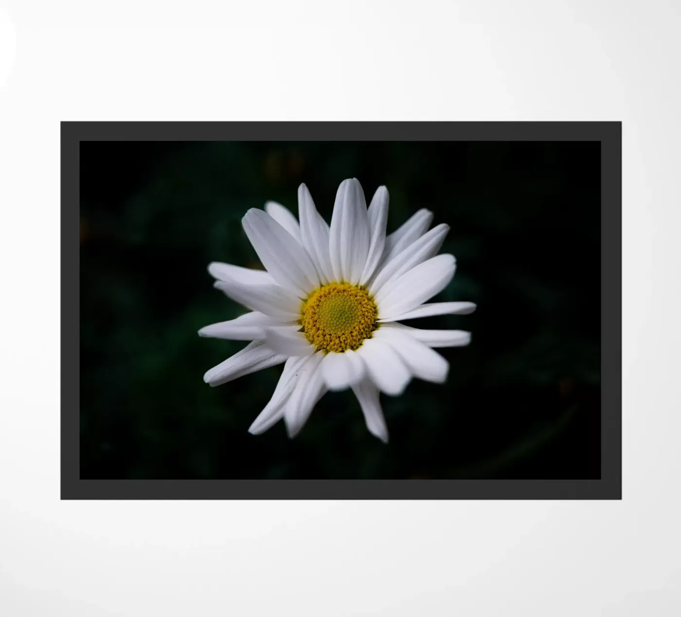 Gänseblümchen Fußmatte von Marcus Beckert | Fotografie