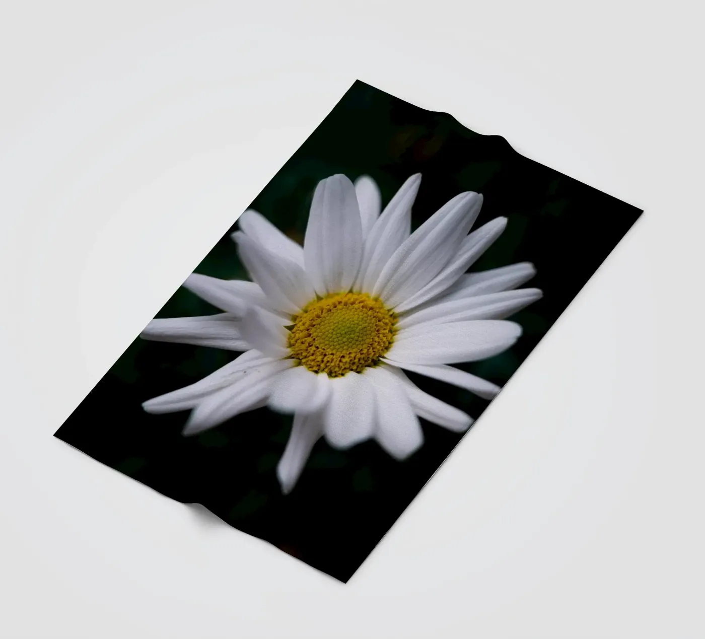 Daisies fleecedeken van Marcus Beckert | Fotografie