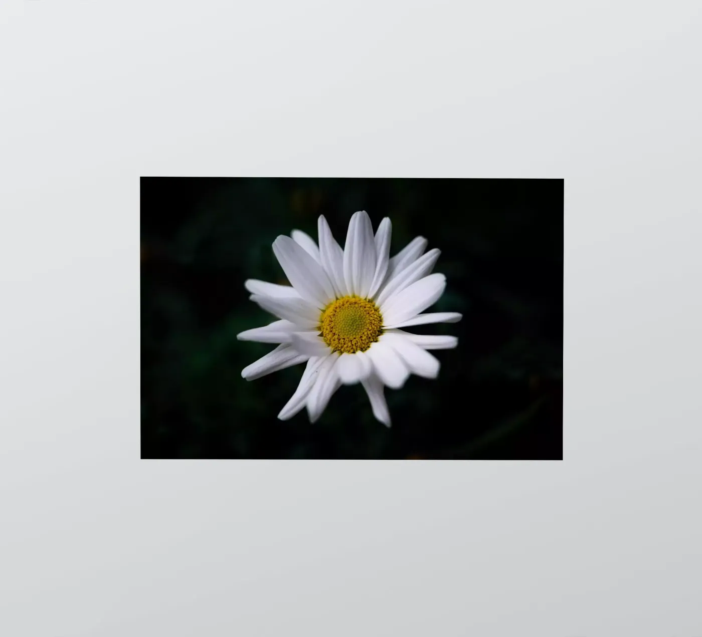 Daisies sticker by Marcus Beckert | Fotografie