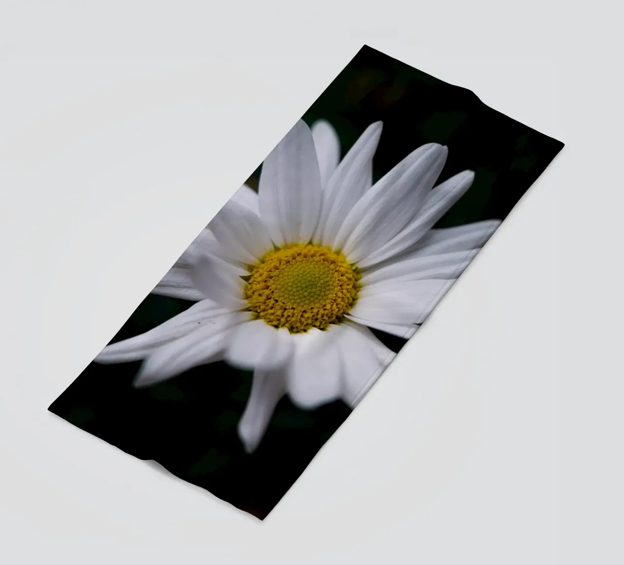 Margherite telo mare da Marcus Beckert | Fotografie