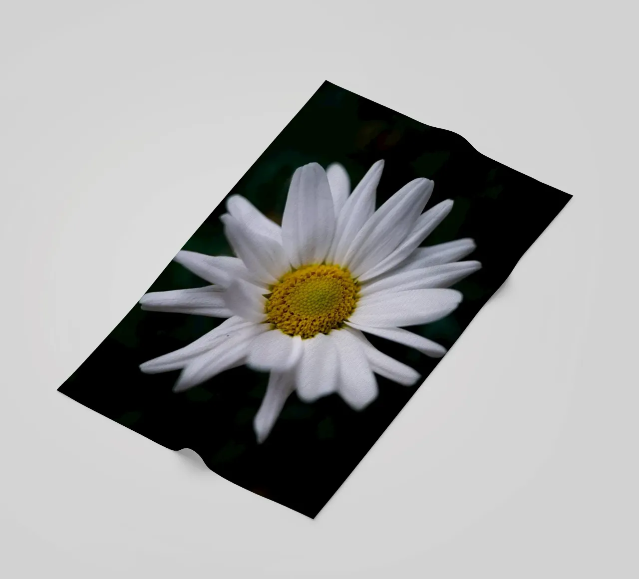 Margherite telo mare da Marcus Beckert | Fotografie