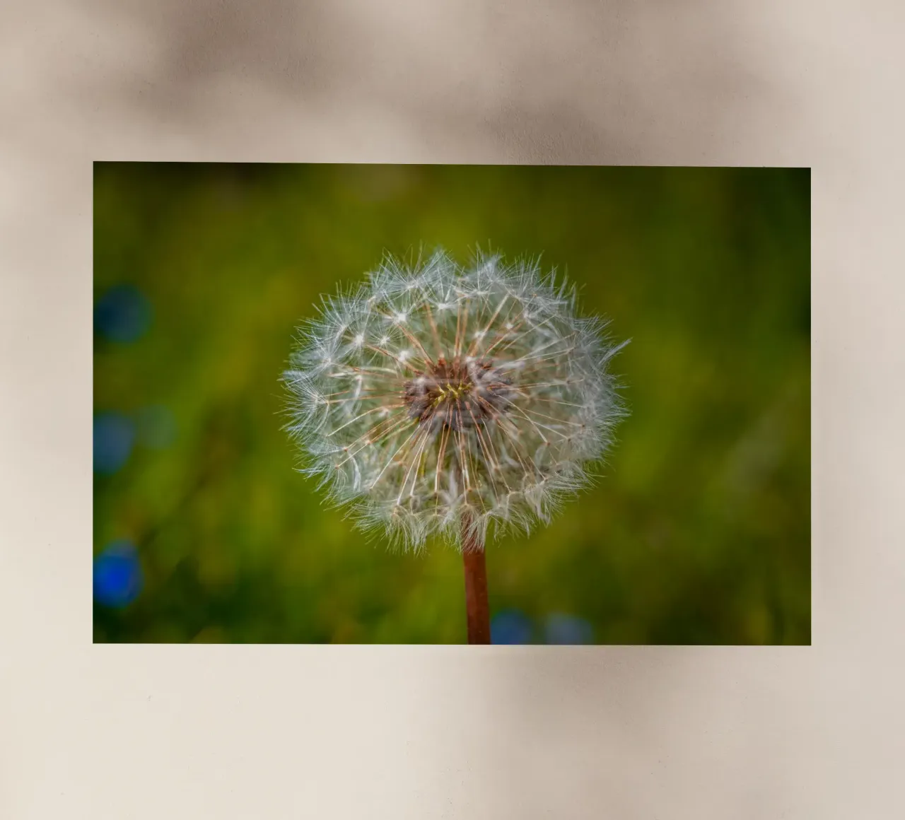 Pusteblume pellicola backlit da Marcus Beckert | Fotografie