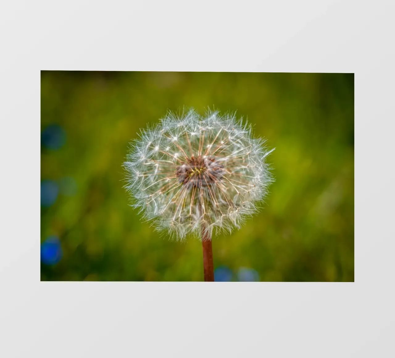 Pusteblume pellicola backlit da Marcus Beckert | Fotografie