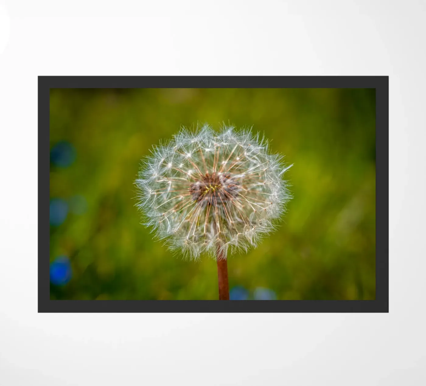 Pusteblume zerbino da Marcus Beckert | Fotografie