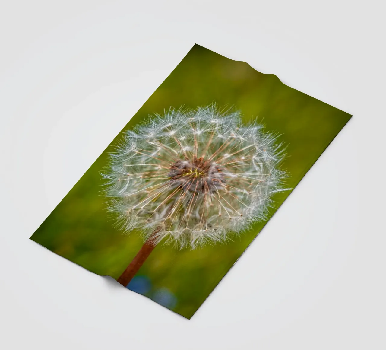 Pusteblume coperta in pile da Marcus Beckert | Fotografie