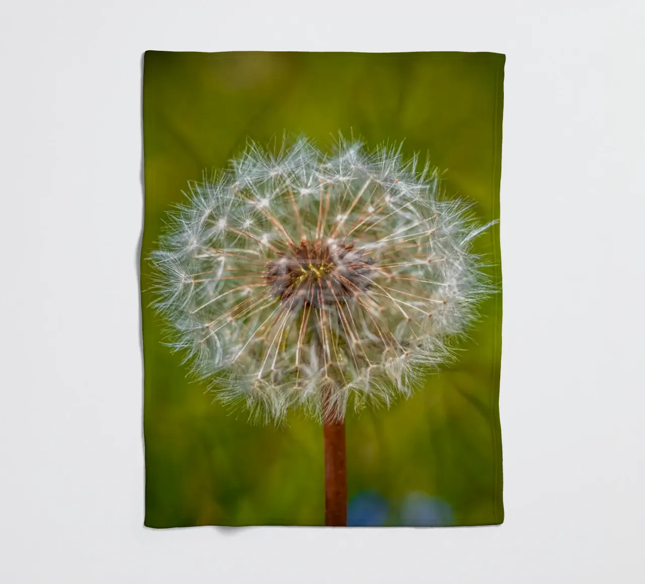Pusteblume coperta in pile da Marcus Beckert | Fotografie