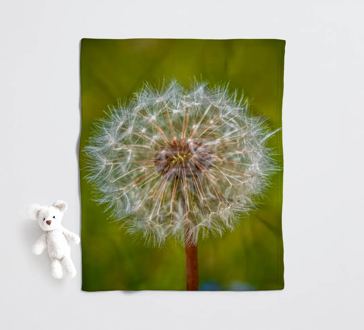 Pusteblume coperta in pile da Marcus Beckert | Fotografie