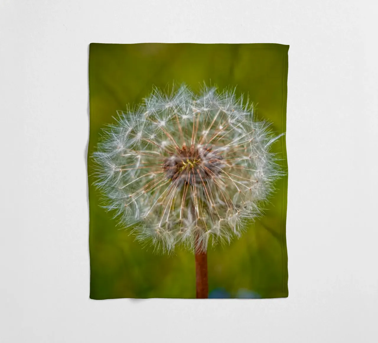 Pusteblume coperta in pile da Marcus Beckert | Fotografie