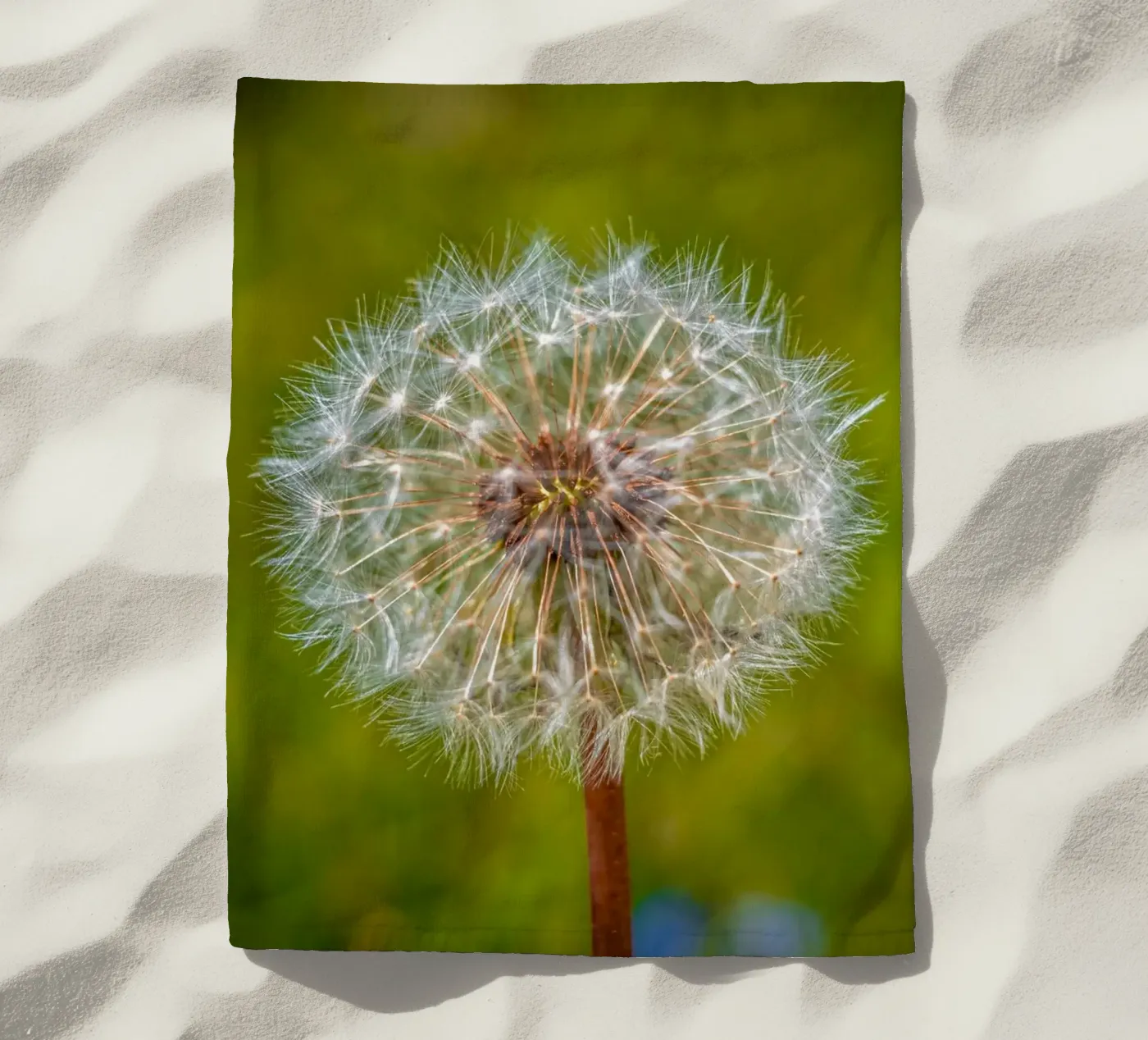 Pusteblume telo mare da Marcus Beckert | Fotografie
