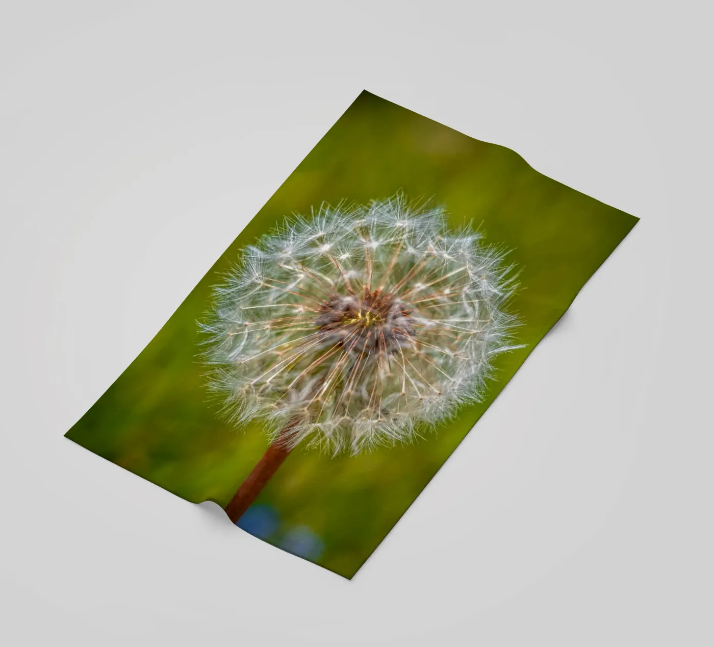 Pusteblume telo mare da Marcus Beckert | Fotografie