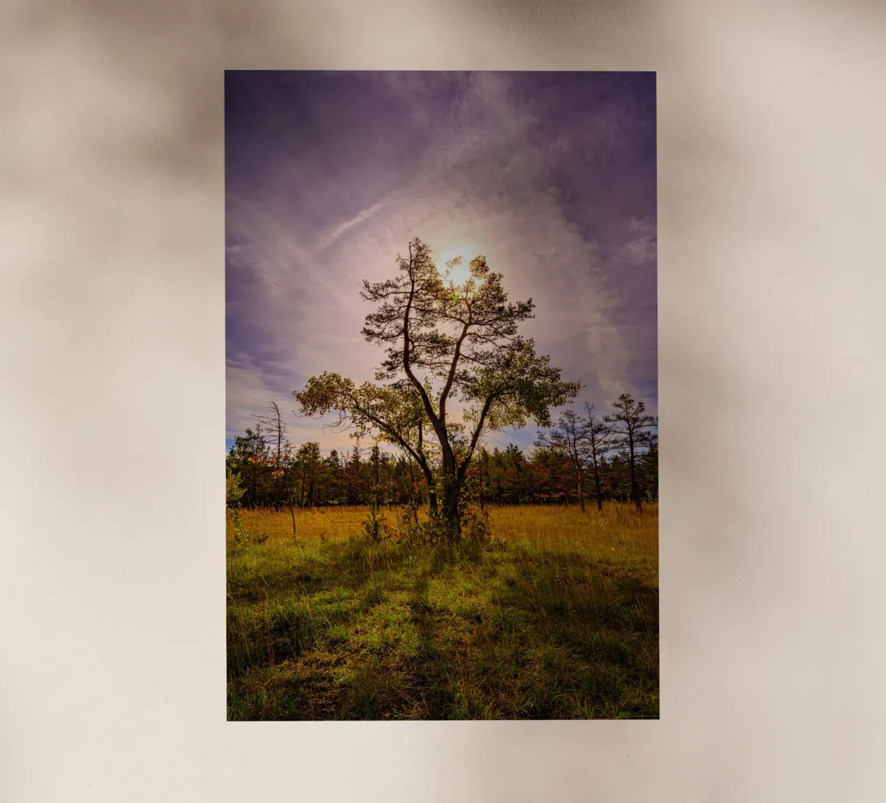 Il sole dietro un albero deciduo pellicola backlit da Marcus Beckert | Fotografie
