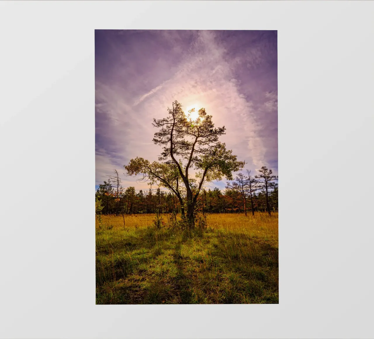 Il sole dietro un albero deciduo pellicola backlit da Marcus Beckert | Fotografie
