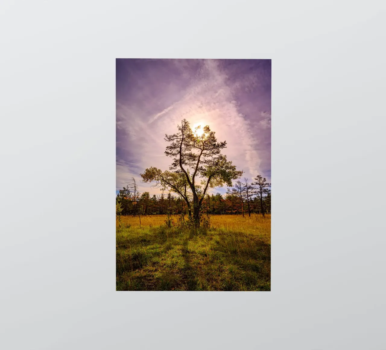 Sol detrás de un árbol caducifolio pegatina de Marcus Beckert | Fotografie