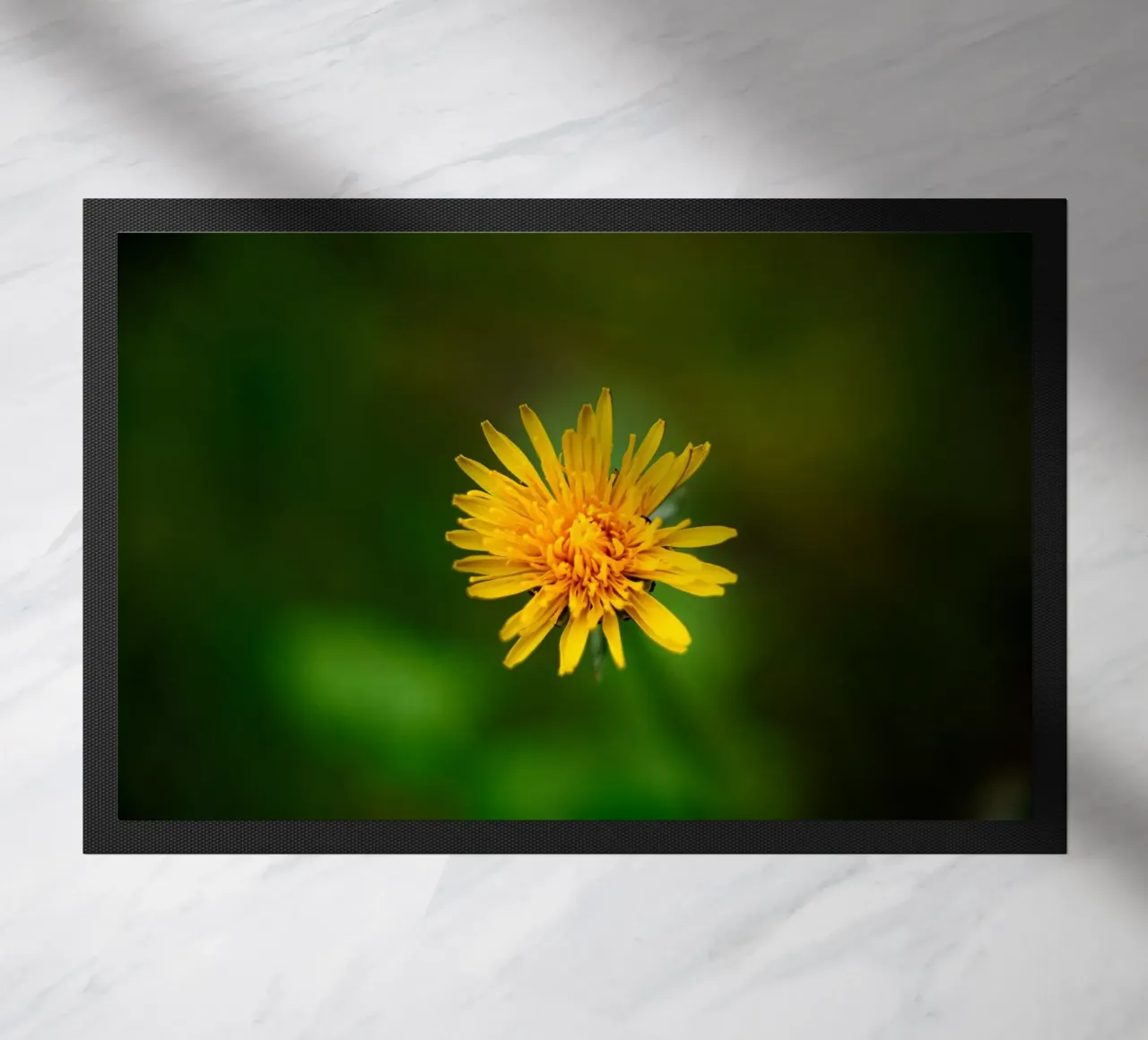 Dente di leone zerbino da Marcus Beckert | Fotografie